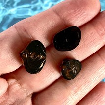 Florida Black Brown Coral Slices Polished Ethically Sourced Sea Gems - £11.80 GBP