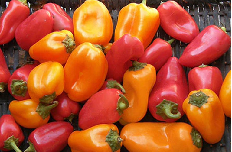 Best Pepper Mini Snacking Baby Belle Vegetable Seeds Specialty Seeds  - $8.42