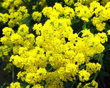125 Seeds Alyssum Golden Tuft Basket Of Gold Fresh Gardening - $9.79