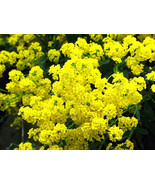 125 Seeds Alyssum Golden Tuft Basket Of Gold Fresh Gardening - $9.79