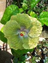 US Seller 20 Green Hibiscus Seeds Flowers - £8.77 GBP