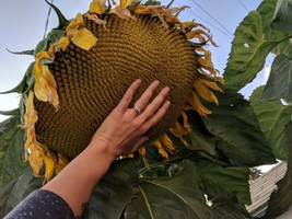ArfanJaya 50 Mammoth Grey Stripe Sunflower Seeds Huge Giant Large Sunflowers Fre - £8.19 GBP