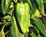 Cubanelle Pepper Seeds Sweet Green Cuban Chili Peppers Vegetable Seeds  - $5.93