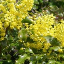 Tall Oregon Grape Seeds Mahonia Aquifolium 10 Seeds New Fresh US Shipping - $89.56 MXN