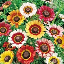 Jstore 1000 Seeds Non-GMO Painted Daisy Landscaper&#39;S Pack Bulk Perennial Pollina - £9.17 GBP