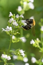 20 Calamint Leser Calamintha Nepeta Officinalis Herb White Lilac Flower SeedsFro - $8.35