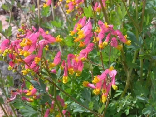 THJAR 50+ Rock Harlequin Seeds - Corydalis sempervirens - First Year Flo... - €8,20 EUR