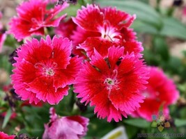 200+ Albanian Pink Carnation Seeds - £6.82 GBP