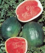 Watermelon Seed, Black Diamond, Heirloom, Organic 500 Seeds, Melon, Non Gmo - £14.85 GBP