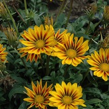 Gazania Seeds New Day Red Stripe Gazania Linearis 15 Thru 200 Seeds Trea... - $14.49