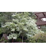 White Fringe tree quart pot - $9.42 CAD