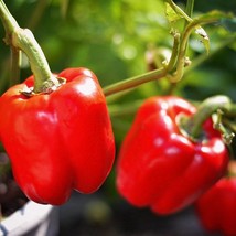 Red Beauty Bell Pepper Seeds US Fast Shipping - $55.27 MXN