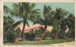 Palm Beach Florida~Looking Toward Royal Poinciana From Shore~Postcard - £6.45 GBP