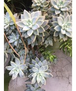 30+ Leave Cuttings Graptopetalum Ghost Plant Large Succulent Cactus. Fre... - $14.84