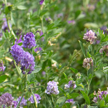 Purple Alfalfa High Quality Forage Perennial Grass 100 PCS Seeds - $9.45