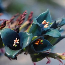 Fresh New Puya Alpestris Sapphire Tower Bromeliad 20 Seeds USA Seller - £14.10 GBP