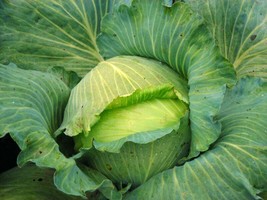 Berynita Store 250 Late Flat Dutch Cabbage Seeds Non Gmo Fresh - £6.45 GBP