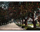 A Pepper Tree Driveway In Southern California CA UNP DB Postcard Z9 - $2.92