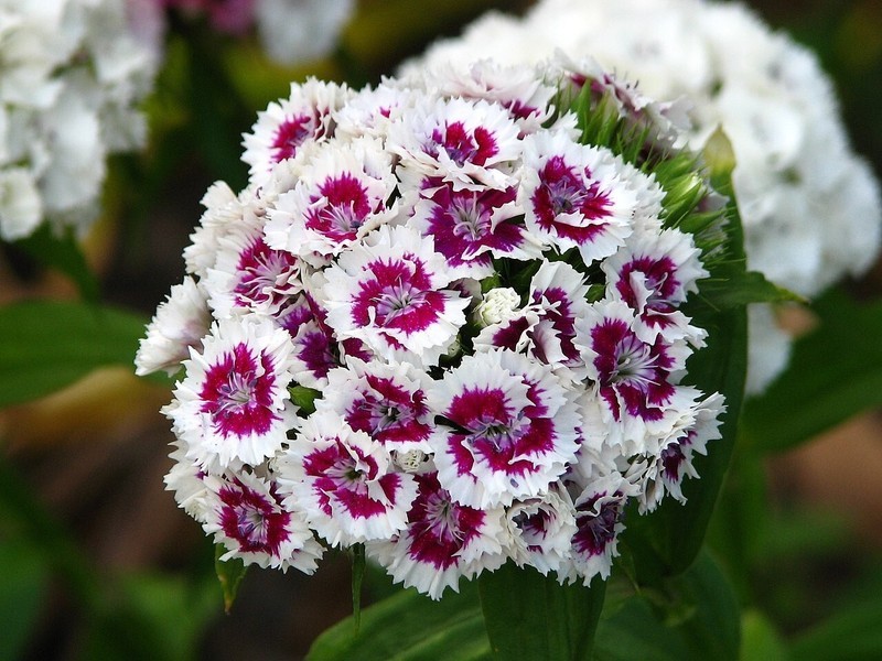 Sweet William 20 Fresh Flower Seeds ping - $4.47