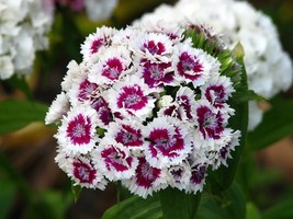 Sweet William 20 Fresh Flower Seeds ping - $6.11 CAD