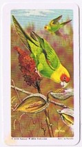 Brooke Bond Red Rose Tea Card #4 Carolina Paroquet American Wildlife In ... - $0.98