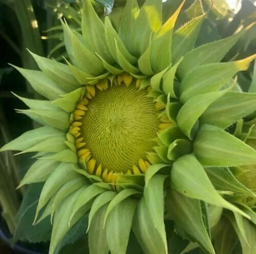 Green Sunflower Seeds Sunfill Organic Sun Flowers (25) Seeds Usa R Garden - £8.77 GBP