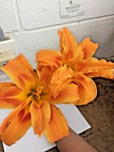 DOUBLE ORANGE BLOOM Daylily 10 fans/root systems image 4