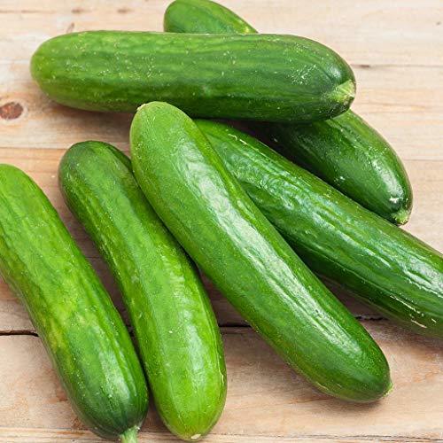 Spacemaster 80 Cucumber Seeds - 50 Count Seed Pack - Non-GMO - Produces Large Nu