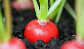 PWO Radish, Cherry Belle, Heirloom,  50+ Seeds, A Crisp Tasty Peppery Ra... - £2.29 GBP