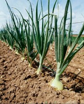 JGBOS Sell 250 Yellow Sweet Spanish Onion Seeds Fresh Harvest For 2024 Gardens - $9.00