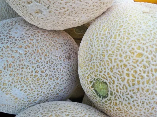 Cantaloupe Rocky Ford 35+ Vegetable Seed Organic Heirloom Non Gmo Usa Garden - $6.48