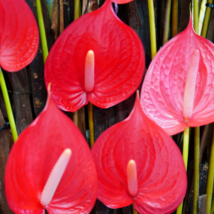 Anthurium Andraeanu Bonsai Plants Balcony Potted Anthurium Bonsai 100 PCS Seeds - $10.26