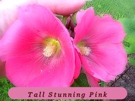6407 tall stunning pink pop thumb200