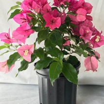 USA SELLER Rijnstar Pink Bougainvillea Small Well Rooted Starter Plant Live Boug - £32.87 GBP