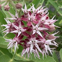 Showy Milkweed Seeds Asclepias Butterfly Weed Easy Grow - £7.90 GBP