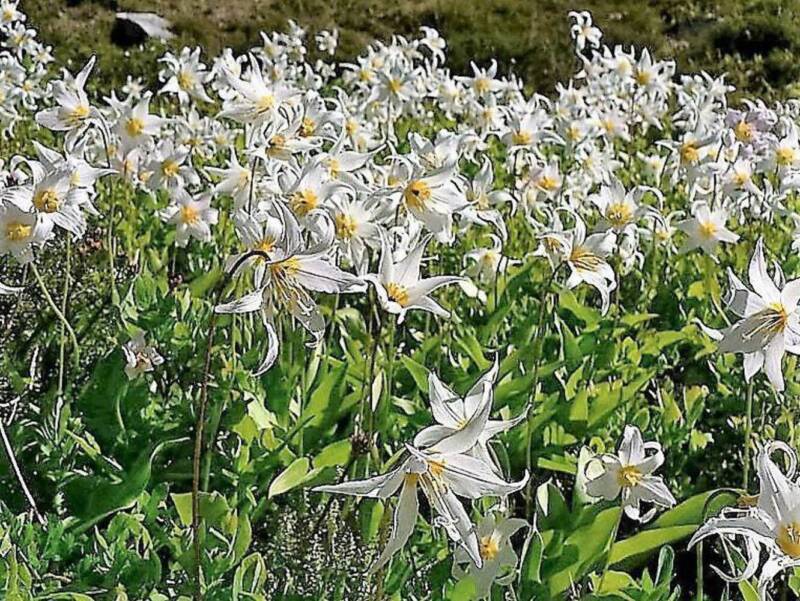 GIB 10 White Avalanche Lily Erythronium Montanum Native Alpine Flower Seeds - £14.15 GBP