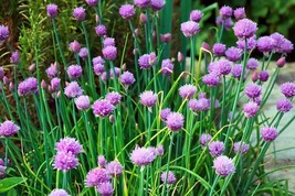 750 Chives Seeds Allium Schoenoprasum Nongmo  From US  - $8.35