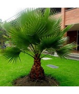 Washingtonia filifera seeds Mexican robusta fan palm tree desert California - £4.14 GBP+