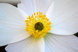 30 anemone white pasque flower seeds pulsatilla vulgaris perennial 2 thumb200