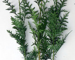 Western Red Cedar Tree, - Potted Seedlings - 12&quot;-18&quot; Tall (Thuja plicata) - $25.69+