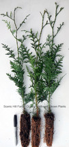 Western Red Cedar Tree, - Potted Seedlings - 12&quot;-18&quot; Tall (Thuja plicata) - £20.60 GBP+