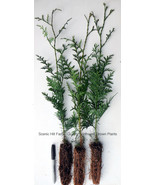 Western Red Cedar Tree, - Potted Seedlings - 12"-18" Tall (Thuja plicata) - £20.11 GBP - £243.40 GBP