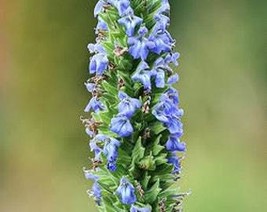 1000 Chia Sage Salvia Salvia Hispanica Flower Seeds Fresh Usa Seller - £8.07 GBP