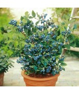 100+ Blueberry Seeds   Dwarf Top Hat  | Low Bush Variety  Sweet Edible F... - $5.65