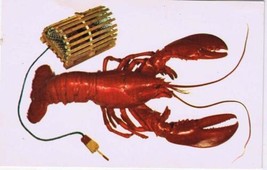 New Brunswick Postcard Lobster &amp; Lobster Trap - £2.32 GBP