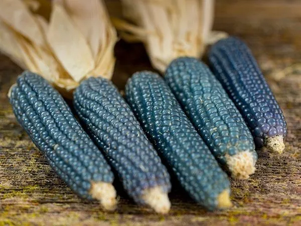 Blue Miniature Popcorn Corn Vegetable NON GMO 25 Seeds - £7.66 GBP