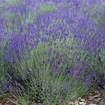 From Usa Lavender Landscaper&#39;s Pack Bulk Vera Perennial Medicinal Non-GMO 1000 S - £5.57 GBP
