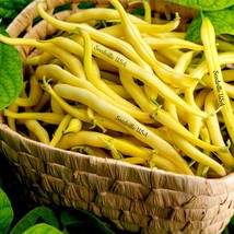 50 Yellow Cherokee Wax Bean Bush Aas Winner Phaseolus Vulgaris Seeds New Fresh S - $14.90