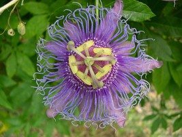 New Fresh Seeds Passiflora Incarnata Apricot Vine Maypop Purple 10 Seeds - $25.90