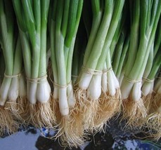 Bulk Tokyo White Bunching Onion Seeds 500 Count Pkt Mild Crisp Sweet Beautiful G - £16.24 GBP